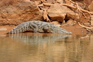 Guelta de Matmata : Sahara-Krokodil