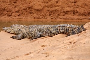 Guelta de Matmata : Sahara-Krokodil