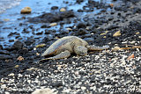Hawaiian Green See Turtle (Honu) @ Puako Beach