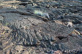 Waikoloa Beach Park Petroglyphs