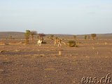  Taouz Richtung Zagora 