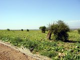  ... und weiter Richtung Agadir 