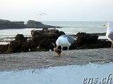  Das Hafengebiet von Essaouira 