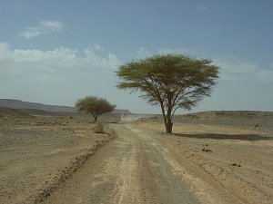  Taouz Richtung Zagora 