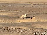  Wüstenfuchs beim Guelb er Richat 