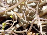  Schlange - Snake 