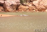  Sahara Krokodil Guelta de Matmata 