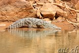  Sahara Krokodil Guelta de Matmata 
