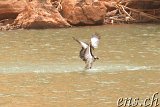  Fischfänger-Raubvogel Guelta de Matmata 