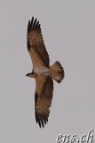  Raubvogel Guelta de Matmata 