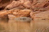  Sahara Krokodil Guelta de Matmata 