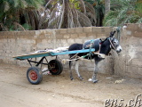  Douz 