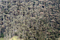 Wachspalmen-Wald