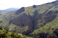Wachspalmen-Wald