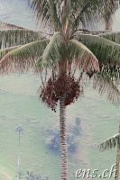 Wachspalme