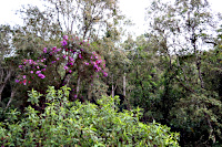Cerro Machin Uno
