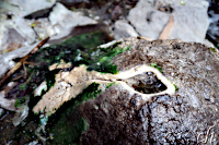Stalagmit beim Vulkan Cerro Machin
