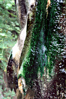 Stalagmit beim Vulkan Cerro Machin