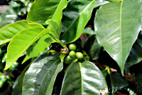 Salento Café