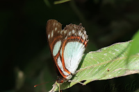 San Cipriano