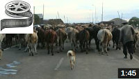 Poka_Viehherde_ens.ch_youtube_video