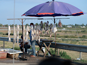 frischer Fisch ??? ;-)