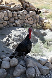  Hasankeyf 