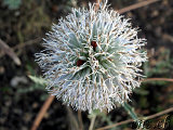Nemrut Gölü