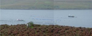  Connemara 