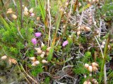  Connemara 