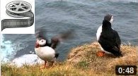  ens.ch : Papageitaucher (Puffins) beim Latrabjarg, Iceland 