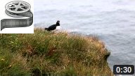  ens.ch : Puffins beim Latrabjarg, Iceland 