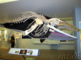  Whale Museum Husavik 