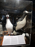  Der Riesenalk - Whale Museum Husavik 