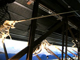  Whale Museum Husavik 