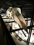  Whale Museum Husavik 