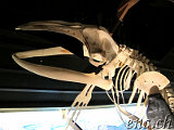  Whale Museum Husavik 