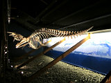  Whale Museum Husavik 
