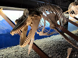  Whale Museum Husavik 