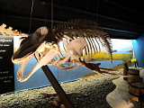  Whale Museum Husavik 