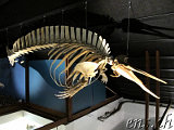 Whale Museum Husavik 