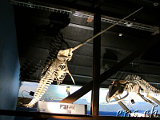 Whale Museum Husavik 