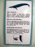  Whale Museum Husavik 