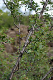  Silberbirke - Dimmuborgir 
