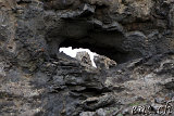 Dimmuborgir 