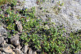  Glymur 
