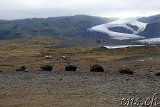  Fjallsárlón 