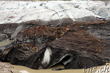  Svínafellsjökull 