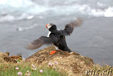  Látrabjarg 