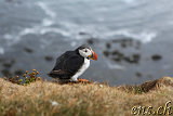  Látrabjarg 